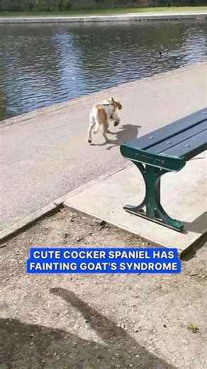 Cocker spaniel briefly collapses after getting excited by ducks