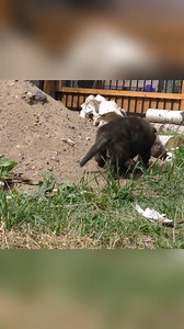 21K views · 961 reactions | Whelping, also known as birthing season,...