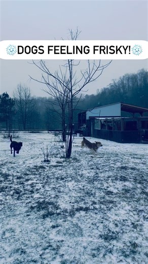 How’s everyone doing? We’re fine but looking forward to seeing Winter Storm Fern in our rear view window. ❄️ | SpringValley Farm