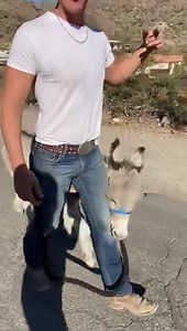 725K views · 10K reactions | Good evening everyone! It doesn’t matter how old Walter is, he loves to pick on us❤️ He is such a love bug. I guess winter decided to show up today, along with the 27mph wind. We definitely won’t be able to do a walk today. Love everyone, be kind to each other, and have a great night! | Walter the orphan from Oatman’s happy new life | Facebook