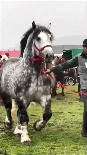 Most Handsome Horses in the World | Majestic & Beautiful Horse Breeds #shortvideo