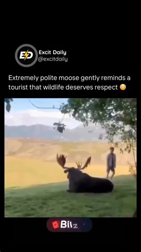 Excitdaily on Instagram: "This 46-second clip shows a bull moose approaching a tourist who drops to the ground in submission. Instead of attacking, the moose pauses to inspect the person and then calmly walks away, delivering a clear warning without escalating the situation. Wildlife experts note that bull moose often use bluff charges and close approaches to deter perceived threats, relying on intimidation rather than contact. This behavior is especially notable outside the fall rut, when aggre