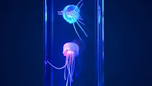 Jellyfish Lamp: Realistic jellyfish in a calming colorful tank.