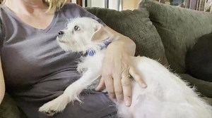 55K views · 1K reactions | Belle is fussy and anxious this afternoon  She’s having trouble settling and getting comfortable and just wants to be held. We’re comforting her and guessing it could be tonight when her babies come. If not tonight then likely the next couple days. Making a difference one animal at a time. www.dogwoodanimalrescue.org | Dogwood Animal Rescue Project | Facebook