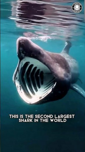 Basking Shark 🦈 That Mouth Is INSANE!