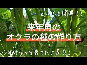 How to grow okra seeds for next year [A must-see for those who grew okra this year!]