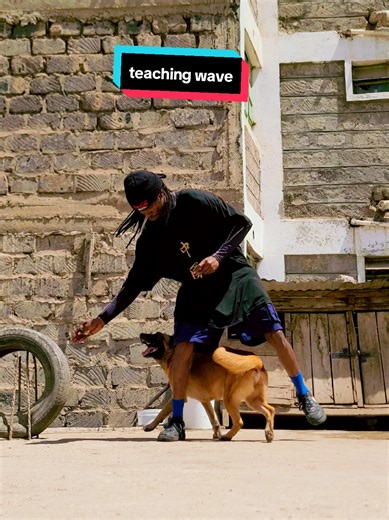 Belgian Malinois Agility Training for Puppies