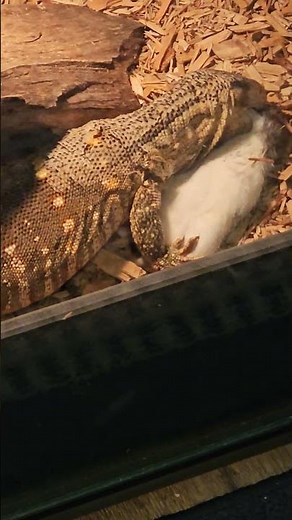 Interactive Feeding -Black Throat Monitor Eats Rat #reptiles #lizard