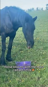 Tell me your horse is broken without telling me.#horsetok #equinehumor #derp #horsefails #usmarket