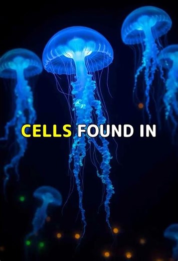 Cells That Communicate Through Light Signals. #Shorts