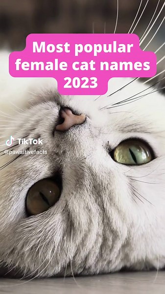 Most Popular Female Cat Names for 2023
