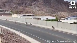 119K views · 3.6K reactions | SHEEP ON PARADE: The majestic big horn sheep in Boulder City taking a stroll today on Lake Mountain Drive going back up to the mountain. | KTNV.com | (video: Danielle Haney) | KTNV Channel 13 Las Vegas | Facebook