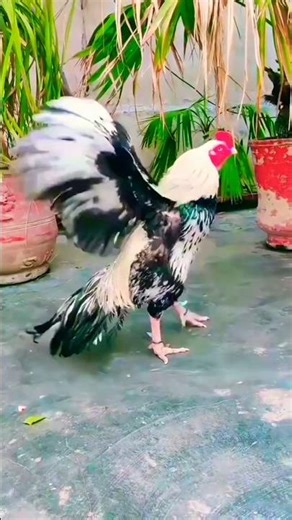 Java Murga aseel murga #viral #foryou #100k #views #Javamurga