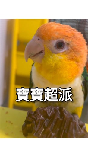 Polly & Popor on Instagram: "家裡有護垃圾寶寶該怎麼辦？🫠 欸…這不是吃的這是垃圾耶…還給我頂嘴雞雞叫🙄～超派！😅🤣🤣🤣 #themobybros #trashguardian #donttouchmytrash #超派 #護垃圾寶寶 #護食 #凱克鸚鵡 #鸚鵡 #鸚鵡日常 #金頭凱克 #parrotsofinstagram #caique #parrot #parrots #whitebelliedcaique #caiqueparrot #caiquelife #caiquelove #caiquelover #parrotlife #parrotlove #parrotlover"