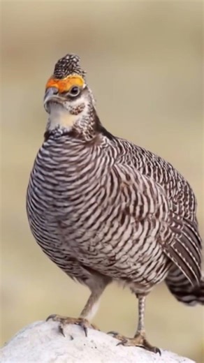 The Lesser Prarie Chicken needs our help #NoMoreDataCenters