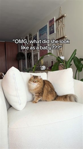 Adorable Baby Siberian Cat Transformation