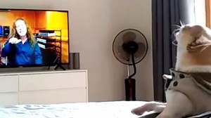 Funny Dog Reacts To Vocal Coach Tutorial on How To Sing Any Song - Ken Tamplin Vocal Academy For information regarding vocal training visit: https://kentamplinvocalacademy.com/ For more singing content visit me at: https://www.youtube.com/user/kentamplin Instagram: kentamplinvocalacademy | Ken Tamplin Vocal Academy