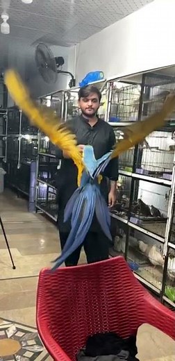 Blue and gold Macaw parrot Free flight #macaw #parrot #freefly