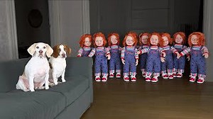 Dogs vs Chucky army prank Maymo calls Freddy for help