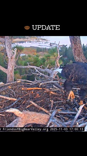 65K views · 2.5K reactions | Nest Update Jackie & Shadow - BBV Season 2025-26 #BigBearEagles #NatureWatch #eagles #baldeagle #EaglesNation #FOBBV #everyonefollowers #highlights #everyonehighlights #everyonefollowers #everyoneactive #NestUpdate #wildlife #Update  Courtesy of FOBBV | Nature & Wildlife | Facebook
