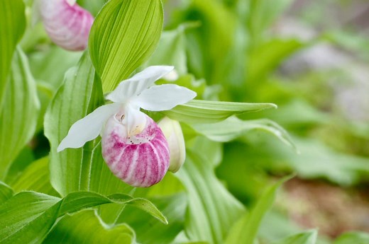 The showy lady slippers are in bloom! There are so many this year. The Wildflower Garden will have blooms this week as well. These are at the end of the Arb's Bog Walk. Come out and bring your camera! This native orchid is Minnesota's state flower. The showy lady's-slipper is one of 43 orchid species that grow in Minnesota. Many people consider it the most beautiful flower in the state. Each year, the lady's slipper may produce a half-million seeds, which are as fine as flour dust. This flower h