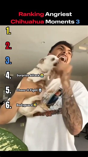 Ranking Angriest Chihuahua Moments (Part 3) 😡🐶