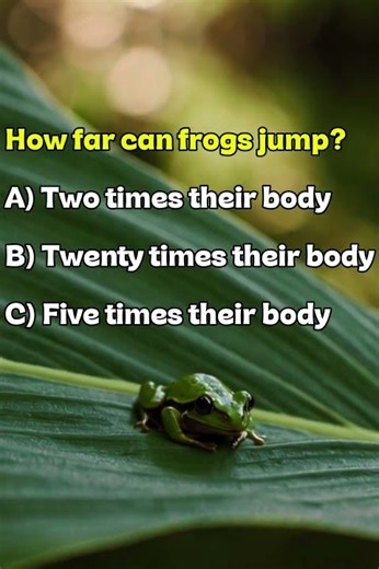 How far can frogs jump?