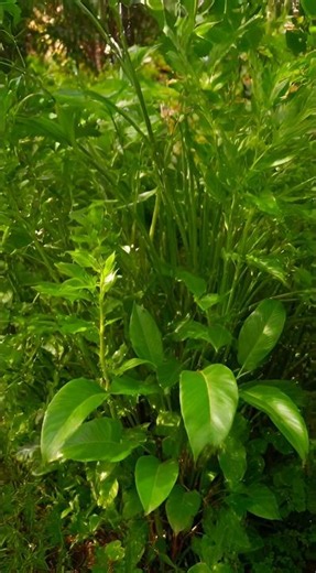 🌿 From Dry Soil to Jungle: Revive Your Garden Fast!