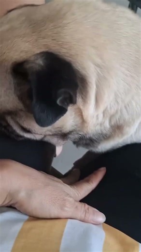 What is he sniffing around for? #dog #pet #pug #dogowner #viralshorts