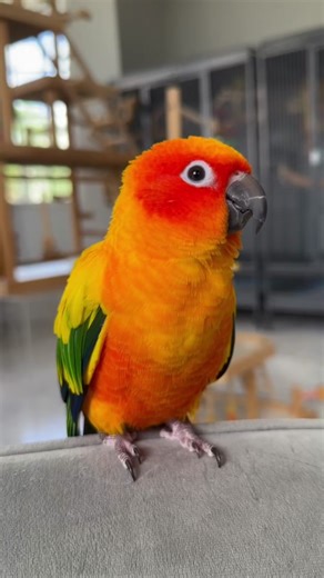 Dancing Parrots: Fun and Entertaining Bird Moments