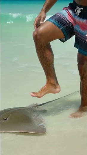 What actually happens when a STINGRAY stings you 🐠