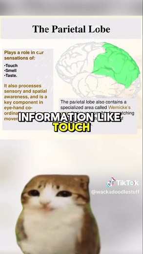 Exploring the Brain Regions: The Four Lobes