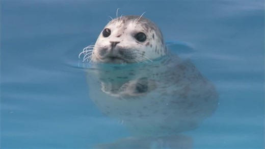 Zoo Clues S03:E03 - Animals Helping Animals