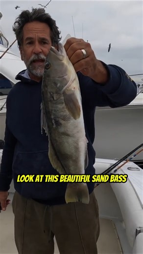 How to Fillet & Clean a Sand Bass! Your Saltwater Guide is Sponsored by Okuma Fishing Tackle. | Your Saltwater Guide