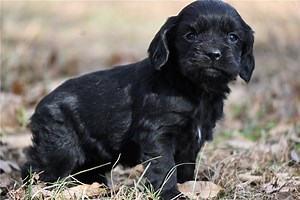 Casper - Cocker Spaniel Puppy 09F307