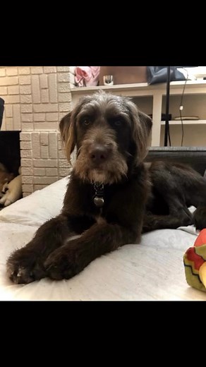 31K views · 191 reactions | ✨IDOG RESCUE *NEEDS* YOUR HELP ✨ What...