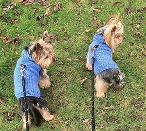 Basic Dog Sweater Knitting Pattern, Easy Bottom up Knit for Small Medium Large Dogs, Beginner Friendly Pet Jumper PDF - Etsy UK