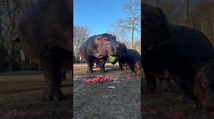 Watch a Hungry Hippo Smash a Watermelon in One Bite