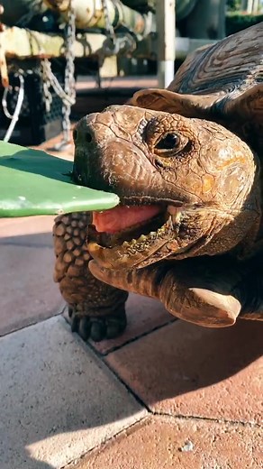 Tank the Sulcata tortoise eating some cactus 🐢🐢 | tortoise