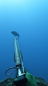 191K views · 4K reactions | Diving Deep for Hawaii Snapper! #fishing #spearfishing | Ryan Myers Spearfishing | Facebook