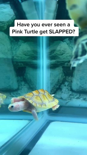 Funny Turtle Gets Slapped! Hilarious Animal Reaction Video