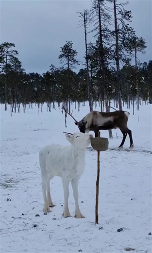 Tasty Salt-Mineral Cube for Reindeer Calves