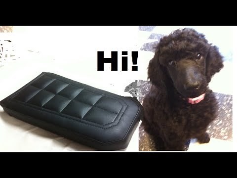 Sewing Machine and Puppy Time!