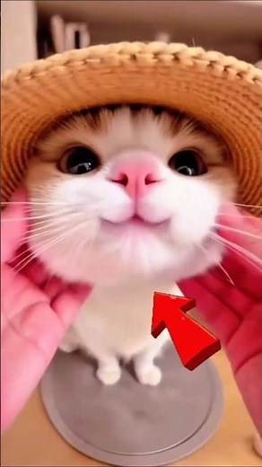 Extremely Fat Cats in the World... #shorts #fatcats #funny