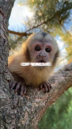 Capuchin Monkeys: Masters of Human Trades