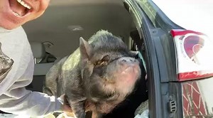 5.9K views · 1K reactions | Welcome Ella Bean Her former name was...