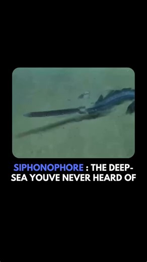 Ocean Information Uncovered on Instagram: "The siphonophore might resemble a single, massive jellyfish, but it is not a single organism. 🌊 Instead, it is a complex colony composed of thousands of tiny, specialized individual organisms called zooids. Each zooid has a specific role—some are responsible for movement, others for feeding, and some for reproduction. These zooids work together seamlessly, functioning as a single super-organism that drifts effortlessly through the ocean depths. Some sp