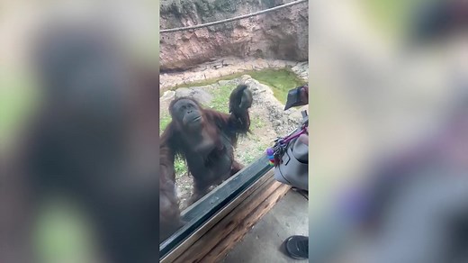 15K views · 90 reactions |  WATCH: Hilarious video shows an orangutan using hand signals to ask a visitor to give her - some sweets. Amber the ape at Louisville Zoo spotted a woman called Taylor and started pointing at her backpack. #hilarious #animalvideos #orangutans #caughtoncamera #funnyanimals | NationalWorld | Facebook