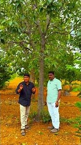 ఇప్ప పువ్వు చెట్టు - లాభాలు | Ippa Tree (Mahua) Uses #shorts
