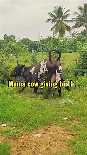 Live Baby Calf Birth – A New Life Begins 🐄✨#CalfBirth#BabyCalf#FarmLife#NewLife#FarmAnimals#cow